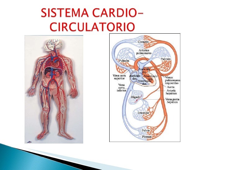 sistema cardio