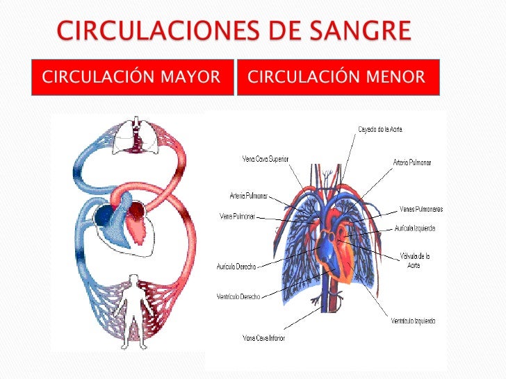 Sistema cardio circulatorio