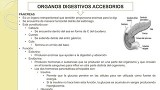 2 SISTEMA DIGESTIVO.pptxnkskdjdjjkdkdkkdkdk | PPTX