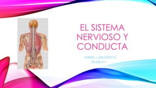 EL SISTEMA
NERVIOSO Y
CONDUCTA
MARIA J. SALCEDO C.
24.602.411
 