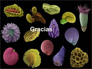 Sistemas Sostenibles de Producción de Semilla, Por Wilson Hugo, FAO