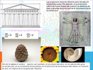 Les proporcions entre les diferents parts del cos són
                                                        proporcions àuries. Per exemple, el quocient entre
                                                        l’altura de l’home (costat del quadrat) i la distància del
                                                        melic a la punta de la ma (radi de la circumferència) és
                                                        el nombre auri




Dins de la natura el nombre apareix, per exemple, en les pinyes dels pins, en les espirals dels grans
en els gira-sols, en el creixement de les plantes, en la bifurcació de les branques dels arbres, en l’estrella
de mar, en l’espiral de la conquilla del “Nautilus”
 