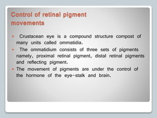 Control of retinal pigment
movements
 Crustacean eye is a compound structure compost of
many units called ommatidia.
 The ommatidium consists of three sets of pigments
namely, proximal retinal pigment, distal retinal pigments
and reflecting pigment.
 The movement of pigments are under the control of
the hormone of the eye-stalk and brain.
 