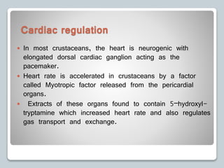 Cardiac regulation
 In most crustaceans, the heart is neurogenic with
elongated dorsal cardiac ganglion acting as the
pacemaker.
 Heart rate is accelerated in crustaceans by a factor
called Myotropic factor released from the pericardial
organs.
 Extracts of these organs found to contain 5–hydroxyl-
tryptamine which increased heart rate and also regulates
gas transport and exchange.
 