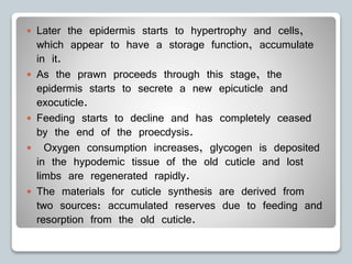  Later the epidermis starts to hypertrophy and cells,
which appear to have a storage function, accumulate
in it.
 As the prawn proceeds through this stage, the
epidermis starts to secrete a new epicuticle and
exocuticle.
 Feeding starts to decline and has completely ceased
by the end of the proecdysis.
 Oxygen consumption increases, glycogen is deposited
in the hypodemic tissue of the old cuticle and lost
limbs are regenerated rapidly.
 The materials for cuticle synthesis are derived from
two sources: accumulated reserves due to feeding and
resorption from the old cuticle.
 