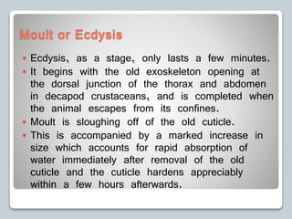 Moult or Ecdysis
 Ecdysis, as a stage, only lasts a few minutes.
 It begins with the old exoskeleton opening at
the dorsal junction of the thorax and abdomen
in decapod crustaceans, and is completed when
the animal escapes from its confines.
 Moult is sloughing off of the old cuticle.
 This is accompanied by a marked increase in
size which accounts for rapid absorption of
water immediately after removal of the old
cuticle and the cuticle hardens appreciably
within a few hours afterwards.
 