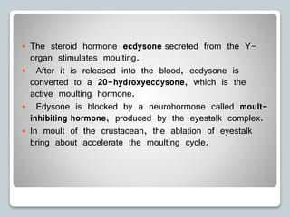  The steroid hormone ecdysone secreted from the Y-
organ stimulates moulting.
 After it is released into the blood, ecdysone is
converted to a 20-hydroxyecdysone, which is the
active moulting hormone.
 Edysone is blocked by a neurohormone called moult-
inhibiting hormone, produced by the eyestalk complex.
 In moult of the crustacean, the ablation of eyestalk
bring about accelerate the moulting cycle.
 
