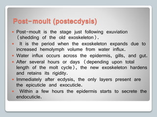 Post-moult (postecdysis)
 Post-moult is the stage just following exuviation
(shedding of the old exoskeleton).
 It is the period when the exoskeleton expands due to
increased hemolymph volume from water influx.
 Water influx occurs across the epidermis, gills, and gut.
 After several hours or days (depending upon total
length of the molt cycle), the new exoskeleton hardens
and retains its rigidity.
 Immediately after ecdysis, the only layers present are
the epicuticle and exocuticle.
 Within a few hours the epidermis starts to secrete the
endocuticle.
 