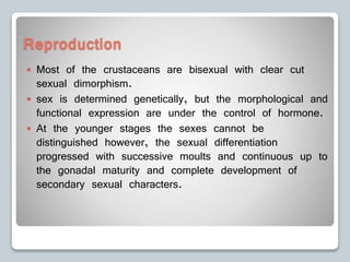 Reproduction
 Most of the crustaceans are bisexual with clear cut
sexual dimorphism.
 sex is determined genetically, but the morphological and
functional expression are under the control of hormone.
 At the younger stages the sexes cannot be
distinguished however, the sexual differentiation
progressed with successive moults and continuous up to
the gonadal maturity and complete development of
secondary sexual characters.
 