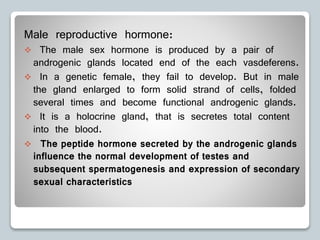 Male reproductive hormone:
 The male sex hormone is produced by a pair of
androgenic glands located end of the each vasdeferens.
 In a genetic female, they fail to develop. But in male
the gland enlarged to form solid strand of cells, folded
several times and become functional androgenic glands.
 It is a holocrine gland, that is secretes total content
into the blood.
 The peptide hormone secreted by the androgenic glands
influence the normal development of testes and
subsequent spermatogenesis and expression of secondary
sexual characteristics
 