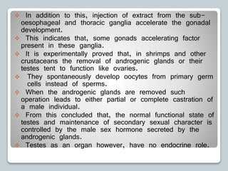  In addition to this, injection of extract from the sub-
oesophageal and thoracic ganglia accelerate the gonadal
development.
 This indicates that, some gonads accelerating factor
present in these ganglia.
 It is experimentally proved that, in shrimps and other
crustaceans the removal of androgenic glands or their
testes tent to function like ovaries.
 They spontaneously develop oocytes from primary germ
cells instead of sperms.
 When the androgenic glands are removed such
operation leads to either partial or complete castration of
a male individual.
 From this concluded that, the normal functional state of
testes and maintenance of secondary sexual character is
controlled by the male sex hormone secreted by the
androgenic glands.
 Testes as an organ however, have no endocrine role.
 