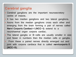  Cerebral ganglions are the important neurosecretory
centre of insects.
 It has two median ganglions and two lateral ganglions.
 Axons from the median ganglions cross each other and
emerging from the brain forming a pair of nerves called
Nervi Corporis Cardiaci-I (NCC-I) extend to a
neurohaemal organ corpora cardiac.
 The lateral ganglia or B-cells are usually smaller in size
and fewer in numbers then the median cells or ganglia.
 From these a paired nerves directly emerged out and
joint with corpora cardiaca that is called nervicorporis II
(NCC-II).
Cerebral ganglia
 