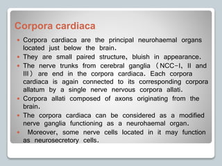 Corpora cardiaca
 Corpora cardiaca are the principal neurohaemal organs
located just below the brain.
 They are small paired structure, bluish in appearance.
 The nerve trunks from cerebral ganglia (NCC-I, II and
III) are end in the corpora cardiaca. Each corpora
cardiaca is again connected to its corresponding corpora
allatum by a single nerve nervous corpora allati.
 Corpora allati composed of axons originating from the
brain.
 The corpora cardiaca can be considered as a modified
nerve ganglia functioning as a neurohaemal organ.
 Moreover, some nerve cells located in it may function
as neurosecretory cells.
 