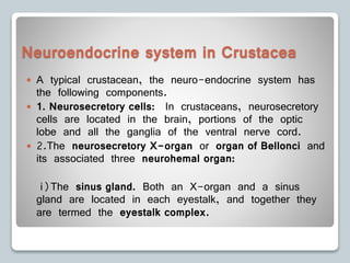 Neuroendocrine system in Crustacea
 A typical crustacean, the neuro-endocrine system has
the following components.
 1. Neurosecretory cells: In crustaceans, neurosecretory
cells are located in the brain, portions of the optic
lobe and all the ganglia of the ventral nerve cord.
 2.The neurosecretory X-organ or organ of Bellonci and
its associated three neurohemal organ:
i)The sinus gland. Both an X-organ and a sinus
gland are located in each eyestalk, and together they
are termed the eyestalk complex.
 