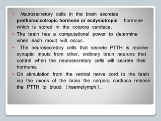  Neurosecretory cells in the brain secretes
prothoracicotropic hormone or ecdysiotropin hormone
which is stored in the corpora cardiaca.
 The brain has a computational power to determine
when each moult will occur.
 The neurosecretory cells that secrete PTTH is receive
synaptic inputs from other, ordinary brain neurons that
control when the neurosecretory cells will secrete their
hormone.
 On stimulation from the ventral nerve cord to the brain
via the axons of the brain the corpora cardiaca release
the PTTH to blood (haemolymph).
 