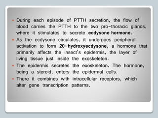  During each episode of PTTH secretion, the flow of
blood carries the PTTH to the two pro-thoracic glands,
where it stimulates to secrete ecdysone hormone.
 As the ecdysone circulates, it undergoes peripheral
activation to form 20-hydroxyecdysone, a hormone that
primarily affects the insect’s epidermis, the layer of
living tissue just inside the exoskeleton.
 The epidermis secretes the exoskeleton. The hormone,
being a steroid, enters the epidermal cells.
 There it combines with intracellular receptors, which
alter gene transcription patterns.
 