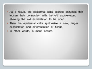  As a result, the epidermal cells secrete enzymes that
loosen their connection with the old exoskeleton,
allowing the old exoskeleton to be shed.
 Then the epidermal cells synthesize a new, larger
exoskeleton and differentiation of tissue.
 In other words, a moult occurs.
 