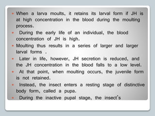  When a larva moults, it retains its larval form if JH is
at high concentration in the blood during the moulting
process.
 During the early life of an individual, the blood
concentration of JH is high.
 Moulting thus results in a series of larger and larger
larval forms .
 Later in life, however, JH secretion is reduced, and
the JH concentration in the blood falls to a low level.
 At that point, when moulting occurs, the juvenile form
is not retained.
 Instead, the insect enters a resting stage of distinctive
body form, called a pupa.
 During the inactive pupal stage, the insect’s
 