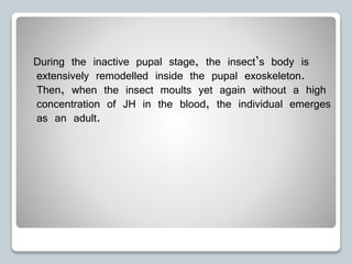 During the inactive pupal stage, the insect’s body is
extensively remodelled inside the pupal exoskeleton.
Then, when the insect moults yet again without a high
concentration of JH in the blood, the individual emerges
as an adult.
 
