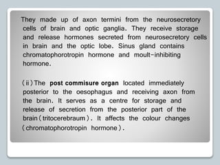 They made up of axon termini from the neurosecretory
cells of brain and optic ganglia. They receive storage
and release hormones secreted from neurosecretory cells
in brain and the optic lobe. Sinus gland contains
chromatophorotropin hormone and moult-inhibiting
hormone.
(ii)The post commisure organ located immediately
posterior to the oesophagus and receiving axon from
the brain. It serves as a centre for storage and
release of secretion from the posterior part of the
brain(tritocerebraum). It affects the colour changes
(chromatophorotropin hormone).
 