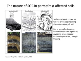 The nature of SOC in permafrost-affected soils
Surface carbon is buried by
various processes including
these common to all soil
But in permafrost regions
buried carbon is disrupted by
cryogenic processes and
ultimately preserved through
freezing
Sources: Chaoprichaa and Marín-Spiottaa, 2013;
 