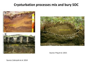 Source: Zubrzycki et al. 2014
Cryoturbation processes mix and bury SOC
Source: Ping et al. 2015
Active layer
Earth Hummock
Ice Wedges
 