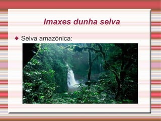 Imaxes dunha selva Selva amazónica:  