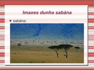 Imaxes dunha sabána sabána: 