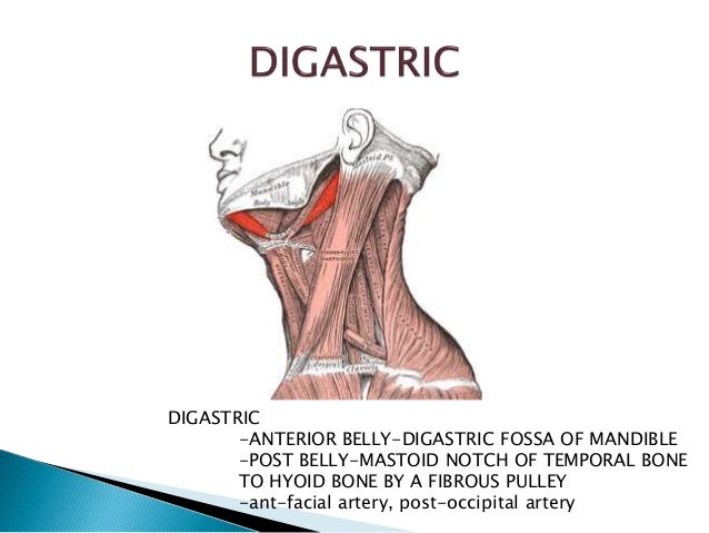 anterior belly of digastric imuscle nnervation anterior belly of digastric imuscle nnervation