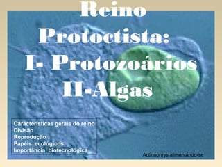 Actinophrys alimentándo-se
Reino
Protoctista:
I- Protozoários
II-Algas
Características gerais do reino
Divisão
Reprodução
Papéis ecológicos
Importância biotecnológica
 