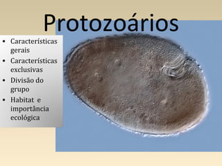 • Características
gerais
• Características
exclusivas
• Divisão do
grupo
• Habitat e
importância
ecológica
Protozoários
 