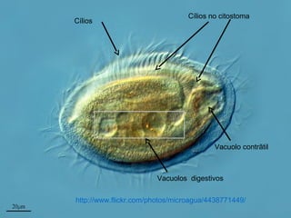 http://www.flickr.com/photos/microagua/4438771449/
Cílios no citostoma
Vacuolo contrãtil
Vacuolos digestivos
Cílios
 