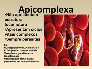 Apicomplexa•Não apresentam
estrutura
locomotora
•Apresentam ciclos
vitais complexos
•Sempre parasitas
Ex:
Plasmodium vivax, P.malariae e
P. falciparum- causam malária
Toxoplasma gondii- causa
toxoplasmose
Pneumocistis carnii- causa
pneumonia em iminodeficientes
 