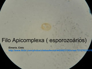 Eimeria. Cisto
http://www.flickr.com/photos/chelsealwood/4428923130/in/set-721576234370
Filo Apicomplexa ( esporozoários)
 
