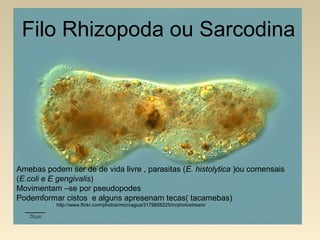 http://www.flickr.com/photos/microagua/3179808225/in/photostream/
Amebas podem ser de de vida livre , parasitas (E. histolytica )ou comensais
(E.coli e E gengivalis)
Movimentam –se por pseudopodes
Podemformar cistos e alguns apresenam tecas( tacamebas)
Filo Rhizopoda ou Sarcodina
 