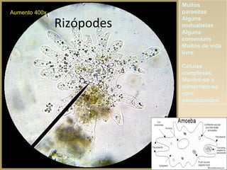 Rizópodes
Aumento 400x
Muitos
parasitas
Alguns
mutualistas
Alguns
comensais
Muitos de vida
livre.
Células
complexas
Movem-se e
alimentam-se
com
pseudópodes.
 