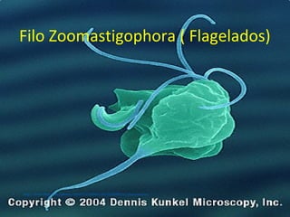 Filo Zoomastigophora ( Flagelados)
• http://www.flickr.com/photos/30067232@N04/2815036800/in/photostream/
 