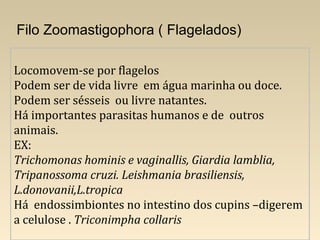 Locomovem-se por flagelos
Podem ser de vida livre em água marinha ou doce.
Podem ser sésseis ou livre natantes.
Há importantes parasitas humanos e de outros
animais.
EX:
Trichomonas hominis e vaginallis, Giardia lamblia,
Tripanossoma cruzi. Leishmania brasiliensis,
L.donovanii,L.tropica
Há endossimbiontes no intestino dos cupins –digerem
a celulose . Triconimpha collaris
Filo Zoomastigophora ( Flagelados)
 