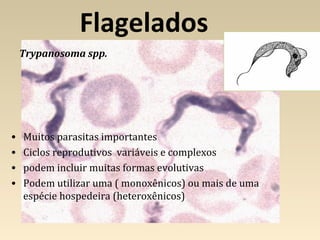 Flagelados
Trypanosoma spp.
• Muitos parasitas importantes
• Ciclos reprodutivos variáveis e complexos
• podem incluir muitas formas evolutivas
• Podem utilizar uma ( monoxênicos) ou mais de uma
espécie hospedeira (heteroxênicos)
 