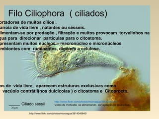 http://www.flickr.com/photos/microagua/3814346840/
http://www.flickr.com/photos/microagua/3908338241/
Vídeo de Vorticella se alimentando por agitação de seus cílios.Ciliado séssil
Filo Ciliophora ( ciliados)
ortadores de muitos cílios .
airoia de vida livre , natantes ou sésseis.
limentam-se por predação , filtração e muitos provocam torvelinhos na
gua para direcionar partículas para o citostoma.
presentam muitos núcleos – macronúcleo e micronúcleos
imbiontes com ruminantes, digerem a celulose.
os de vida livre, aparecem estruturas exclusivas como
o vacúolo contrátil(nos dulcícolas ) o citostoma e Citoprocto.
 
