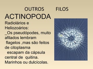 ACTINOPODA
Radiolários e
Heliozoários:
_Os pseudópodes, muito
afilados lembram
flagelos ,mas são feitos
de citoplasma
escapam da cápsula
central de quitina.
Marinhos ou dulcícolas.
OUTROS FILOS
 