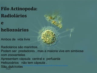 http://www.flickr.com/photos/microagua/3185734194/in/photostream/
Filo Actinopoda:
Radiolários
e
heliozoários
Ambos de vida livre
Radiolários são marinhos.
Podem ser predadores , mas a maioria vive em simbiose
com zooxantelas
Apresentam cápsula central e perfuarda
Heliozoários não tem cápsula .
São dulcícolas
 