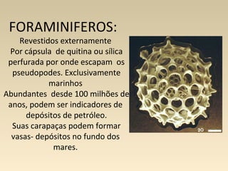 FORAMINIFEROS:
Revestidos externamente
Por cápsula de quitina ou sílica
perfurada por onde escapam os
pseudopodes. Exclusivamente
marinhos
Abundantes desde 100 milhões de
anos, podem ser indicadores de
depósitos de petróleo.
Suas carapaças podem formar
vasas- depósitos no fundo dos
mares.
 
