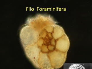 Filo Foraminifera
 