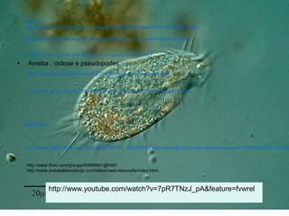 http://www.encyclopedia.com/video/Kgey6Qx_-SI-9-paramecium-conjugation.aspx
VíDEOS
http://www.flickr.com/photos/microagua/3908338241/in/set-72157621109913105/
http://www.encyclopedia.com/video/yoUsG0gH9_s-microsafari-didinium.aspx-
http://www.encyclopedia.com/video/7FqFCvrV68A-microsafari-paramecium.aspx
IMAGENS
http://farm4.static.flickr.com/3329/3328387731_a2a540b62 http://www.flickr.com/photos/microagua/3179808225/in/photostre
• http://www.flickr.com/photos/microagua/3720758394/
• Ameba , ciclose e pseudopodes.
http://www.flickr.com/groups/90689861@N00/
http://www.iesbatalladeclavijo.com/tablon/webvidaoculta/index.html
http://www.youtube.com/watch?v=7pR7TNzJ_pA&feature=fvwrel
 