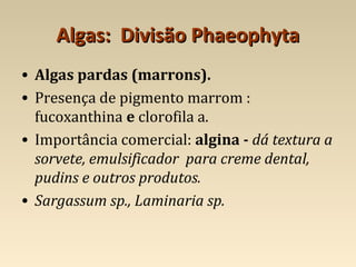 Algas: Divisão PhaeophytaAlgas: Divisão Phaeophyta
• Algas pardas (marrons).
• Presença de pigmento marrom :
fucoxanthina e clorofila a.
• Importância comercial: algina - dá textura a
sorvete, emulsificador para creme dental,
pudins e outros produtos.
• Sargassum sp., Laminaria sp.
 