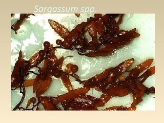 Sargassum spp.
 
