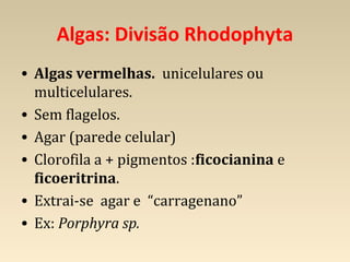 Algas: Divisão Rhodophyta
• Algas vermelhas. unicelulares ou
multicelulares.
• Sem flagelos.
• Agar (parede celular)
• Clorofila a + pigmentos :ficocianina e
ficoeritrina.
• Extrai-se agar e “carragenano”
• Ex: Porphyra sp.
 