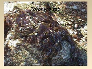 Porphyra spp.
 