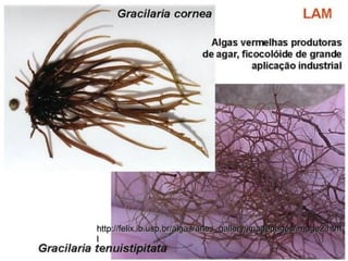http://felix.ib.usp.br/algas/arles_gallery/imagepages/image2.htmhttp://felix.ib.usp.br/algas/arles_gallery/imagepages/image2.htm
ll
 